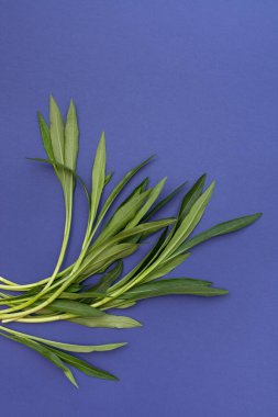 Koyu mavi arka planda tropikal bitkilerin yeşil genç dalları. Boşluk metnini kopyala.