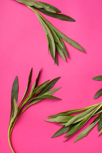 Young Twigs Green Leaves Tarhun Plants Bright Pink Background Background — Stock Photo, Image