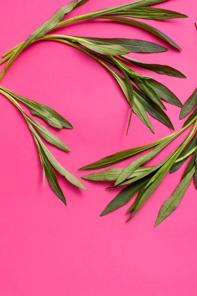 Young Twigs Green Leaves Tarhun Plants Bright Pink Background Background — Stock Photo, Image