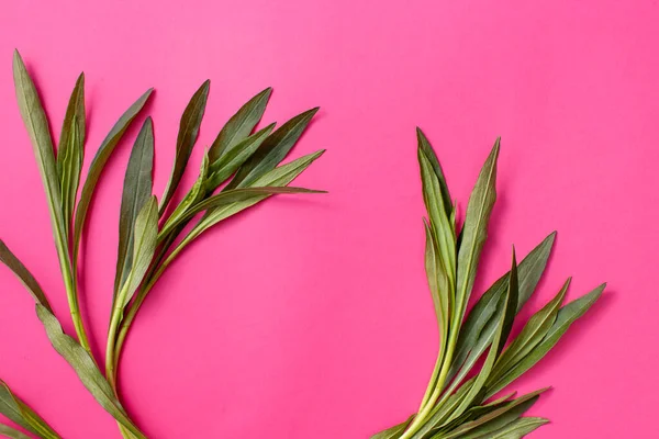 Young Twigs Green Leaves Tarhun Plants Bright Pink Background Background — Stock Photo, Image