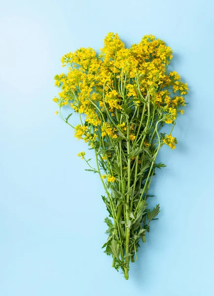 Bouquet Fresh Bright Yellow Flowers Winter Cress Blue Background Copy — Stock Photo, Image