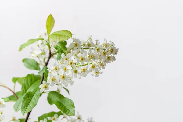 平野を背景にした若い開花桜の小枝 桜の花は心地よい香りがし 化粧品やアロマセラピーに使用されます スペーステキストのコピー — ストック写真