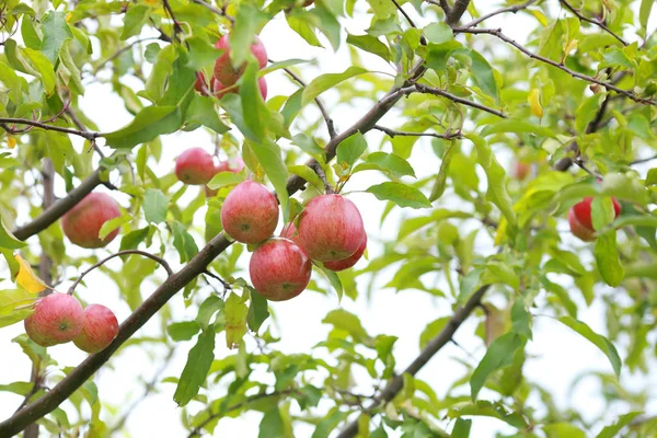 Manzanas rojas en rama de manzano — Foto de Stock