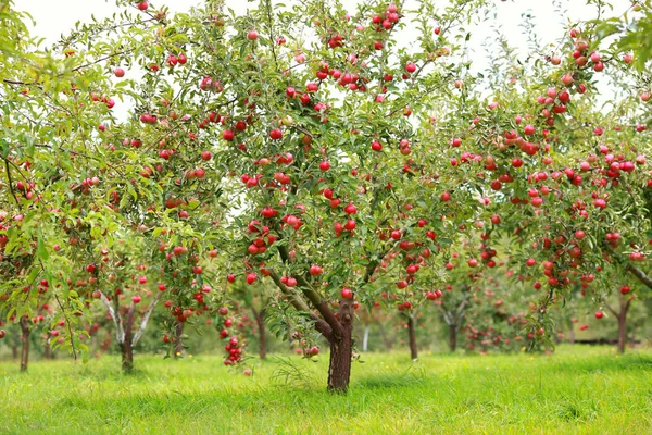 ต้นไม้ที่มีแอปเปิ้ลสีแดงในสวน — ภาพถ่ายสต็อก