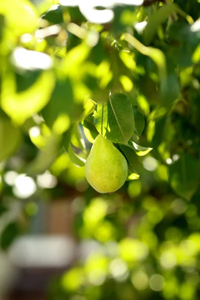 Biologische peren in de tuin — Stockfoto