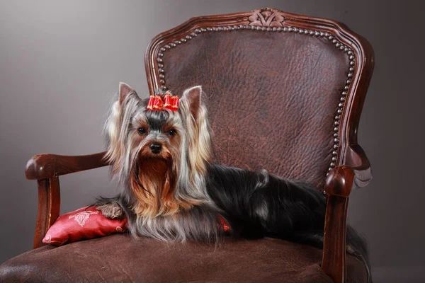 Beautiful Yorkshire Terrier posing for the camera — Stock Photo, Image