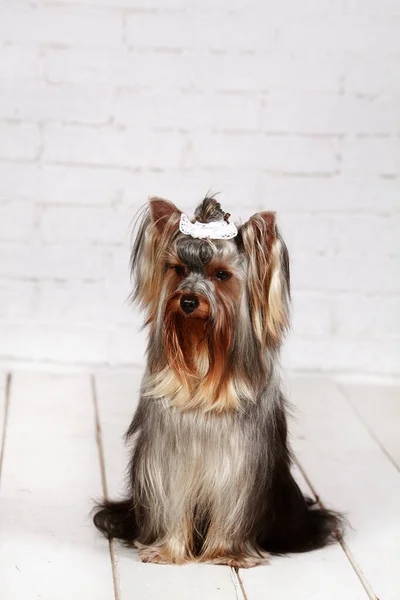 Beautiful Yorkshire Terrier posing for the camera — Stock Photo, Image