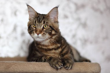 Evcil kaplumbağa kabuğu Maine Rakun kedisinin portresi. Kameraya bakan sevimli genç bir kedi..