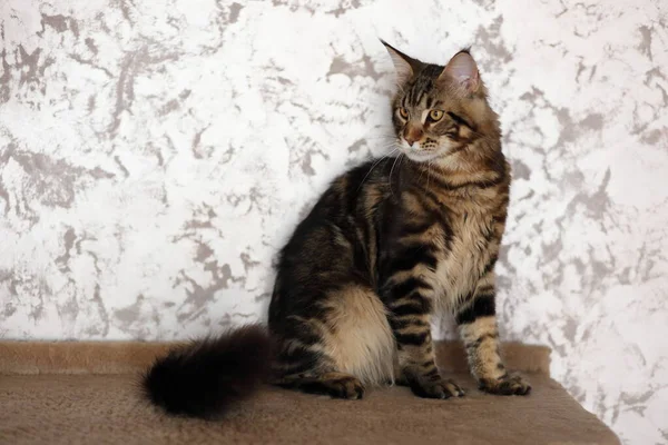 아름 다운 젊은 고양이 메인 쿤 — 스톡 사진