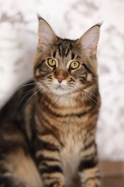 Evcil kaplumbağa kabuğu Maine Rakun kedisinin portresi. Kameraya bakan sevimli genç bir kedi.. — Stok fotoğraf