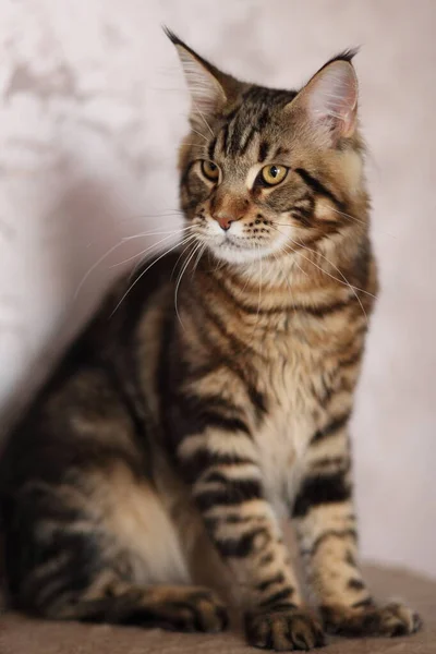 Evcil kaplumbağa kabuğu Maine Rakun kedisinin portresi. Kameraya bakan sevimli genç bir kedi.. — Stok fotoğraf