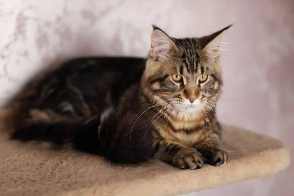 国産タツノオトシゴの肖像メインクーン子猫。可愛いです若い猫見ますカメラ. — ストック写真