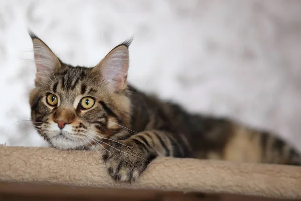 Schöne junge Katze Hauptkokon — Stockfoto