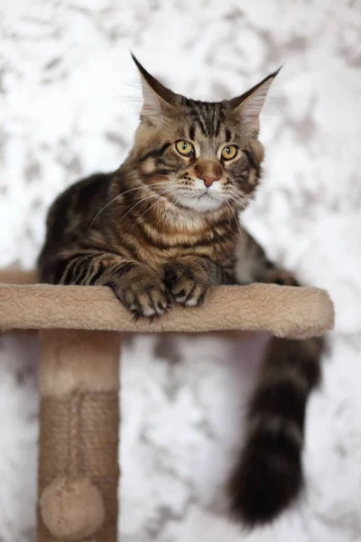 Hermosa joven gato principal mapache — Foto de Stock