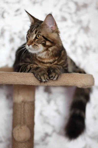 Retrato de tartaruga doméstica Maine Coon gatinho. bonito jovem gato olhando para câmera . — Fotografia de Stock