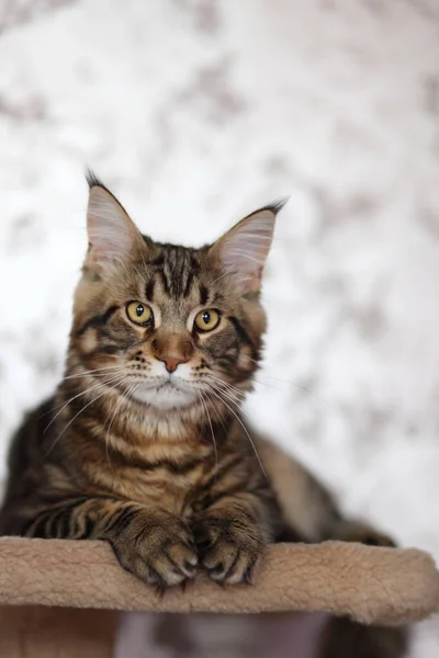 Porträt eines häuslichen Schildkrötenpanzerkokons. Niedliche junge Katze schaut in die Kamera. — Stockfoto