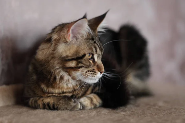 Beautiful young cat main coon — Stock Photo, Image