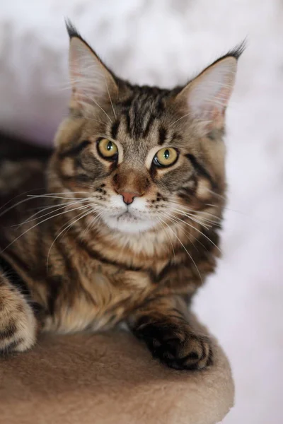 Mooie jonge kat main coon — Stockfoto