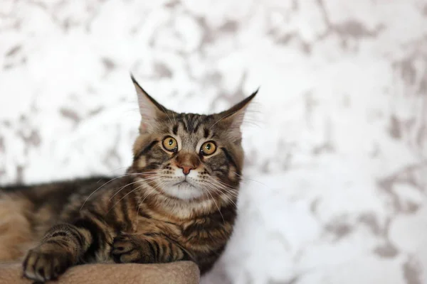 Portret van huisschildpad Maine Coon poesje. Leuke jonge kat op zoek naar camera. — Stockfoto