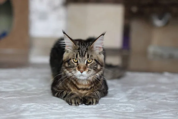 Mooie jonge kat main coon — Stockfoto