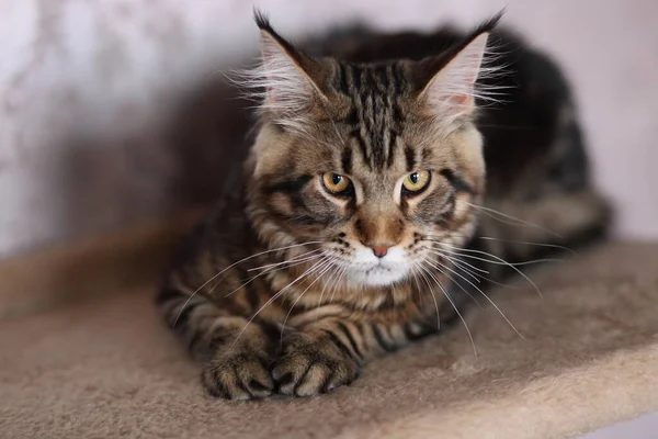 Schöne Maine Coon Katze — Stockfoto