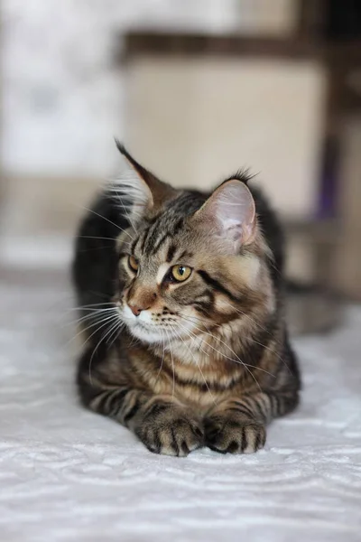 Belle jeune chat principal coon — Photo
