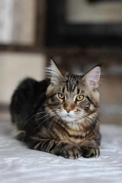 Retrato de la tortuga doméstica Maine Coon gatito. Lindo gato joven mirando la cámara . —  Fotos de Stock