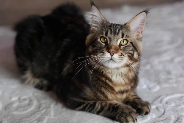 Bonito jovem gato casulo principal — Fotografia de Stock
