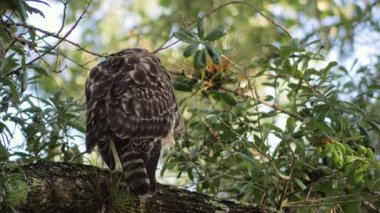 Şahin tüyler, 4 k temizlik dalda oturur