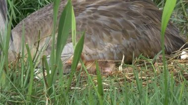 Yeni doğan Sandhill Crane anne yanında, 4 k uykuya dalar