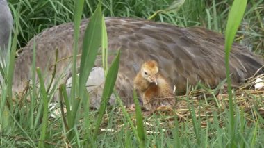 Anne, 4 k yanında duran Sandhill Crane yeni doğan kız
