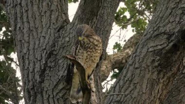 Kırmızı omuzlu Şahin feryatlar şube uçan önce ağaç dalından