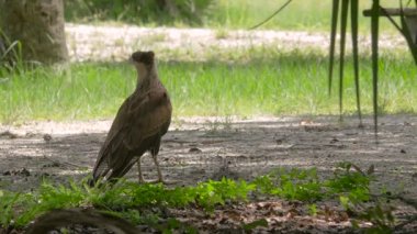 Erkek tepeli Caracara yere seyir çevrede, 4k
