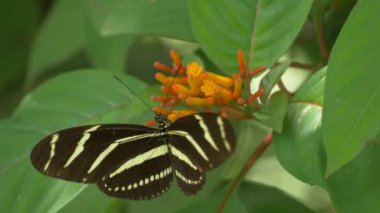 Aynı çiçek, 4 k iki Zebra Longwing kelebekler ziyaret