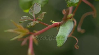 Asma dan, 4 k asılı bir yeşil Hornworm tırtıl başkanı