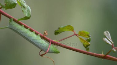 Yeşil Hornworm Caterpillar Breeze, 4 k esen asma asılı