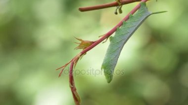 Yeşil Hornworm Caterpillar asma dan yakın, 4 k asılı