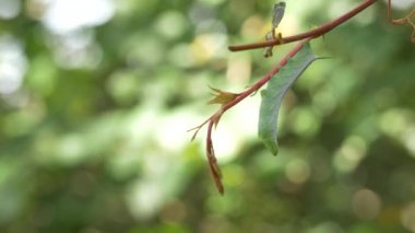 Yeşil Hornworm Caterpillar asma dan, 4 k asılı