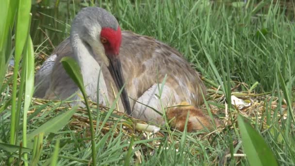 Sandhill Crane raccoglie guscio d'uovo dal nido e guarda giù su pulcino appena nato, 4K — Video Stock