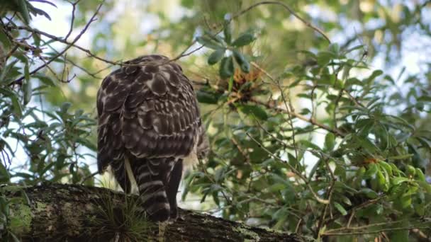Hawk zit op tak schoonmaken van de veren, 4k — Stockvideo