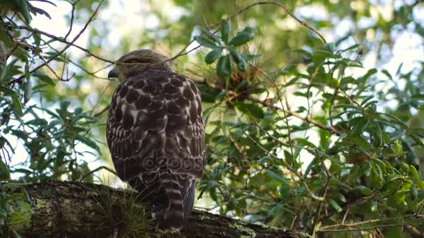 Hawk in boom kijken Over de schouder voordat Hopping tak, 4k — Stockvideo