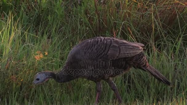 Close-Up of Turkey Walking and Eating, 4K — Stock Video