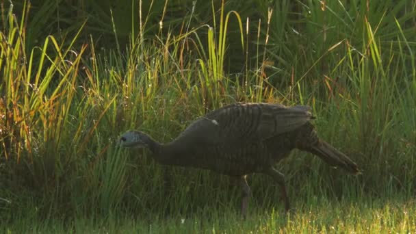 Florida Wild Turkey Caminando en el campo, 4K — Vídeos de Stock