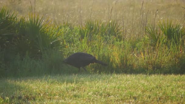 Sauvage Floride Turquie Promenades le long du terrain, 4K 