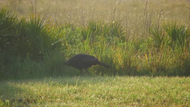 Vilda Florida Turkiet promenader längs fältet, 4k — Stockvideo