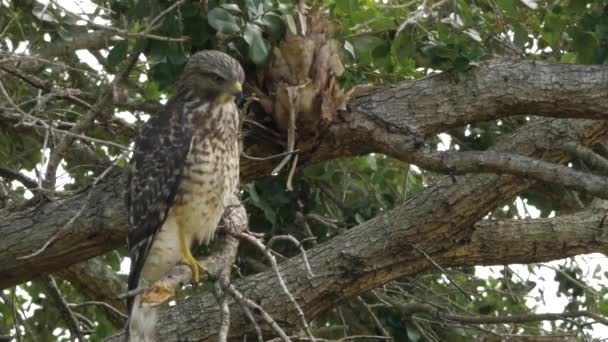 Hawk se para en una pierna en el árbol y luego sube a la rama, 4K — Vídeo de stock