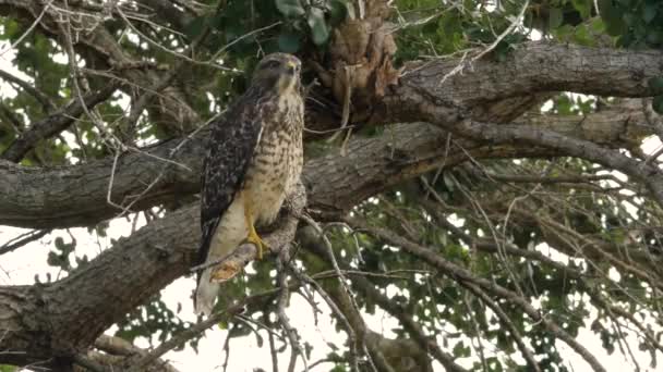 Red-Shouldered Hawk Screeches in Tree, Close, 4K — Stock Video