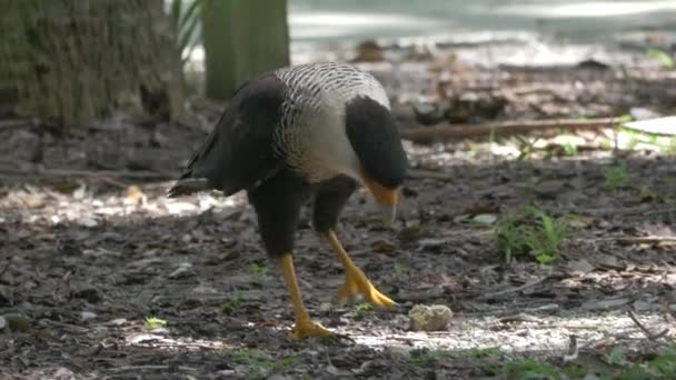 Crested Caracara Walks on the Ground Looking for Food, 4K — Stock Video