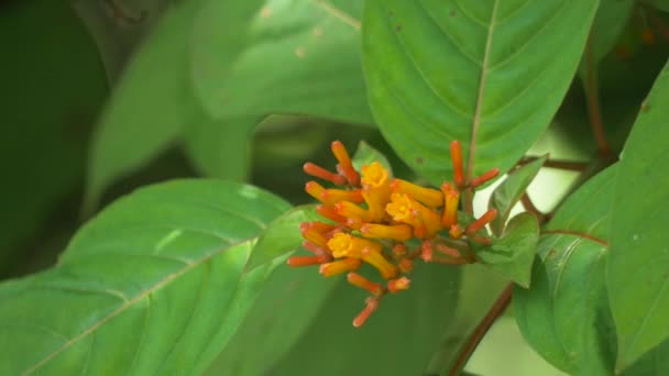 ウイングにゼブラ Longwing 蝶の 4 k を供給する花の土地します。 — ストック動画