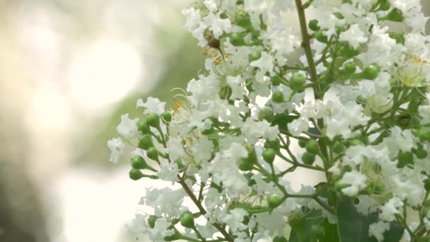 Fiori bianchi del mirto della crepa fioriscono il giorno bello, 4K — Video Stock